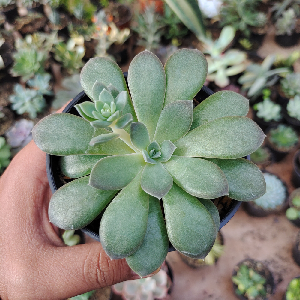 487. Echeveria Carnicolor - Image 7