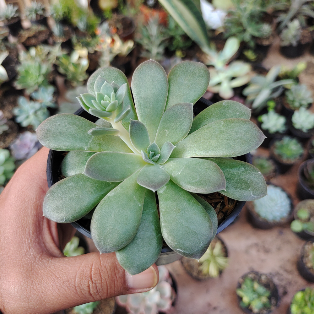 487. Echeveria Carnicolor - Image 8