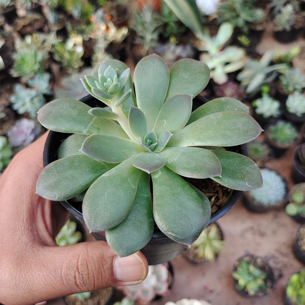 487. Echeveria Carnicolor - Image 9
