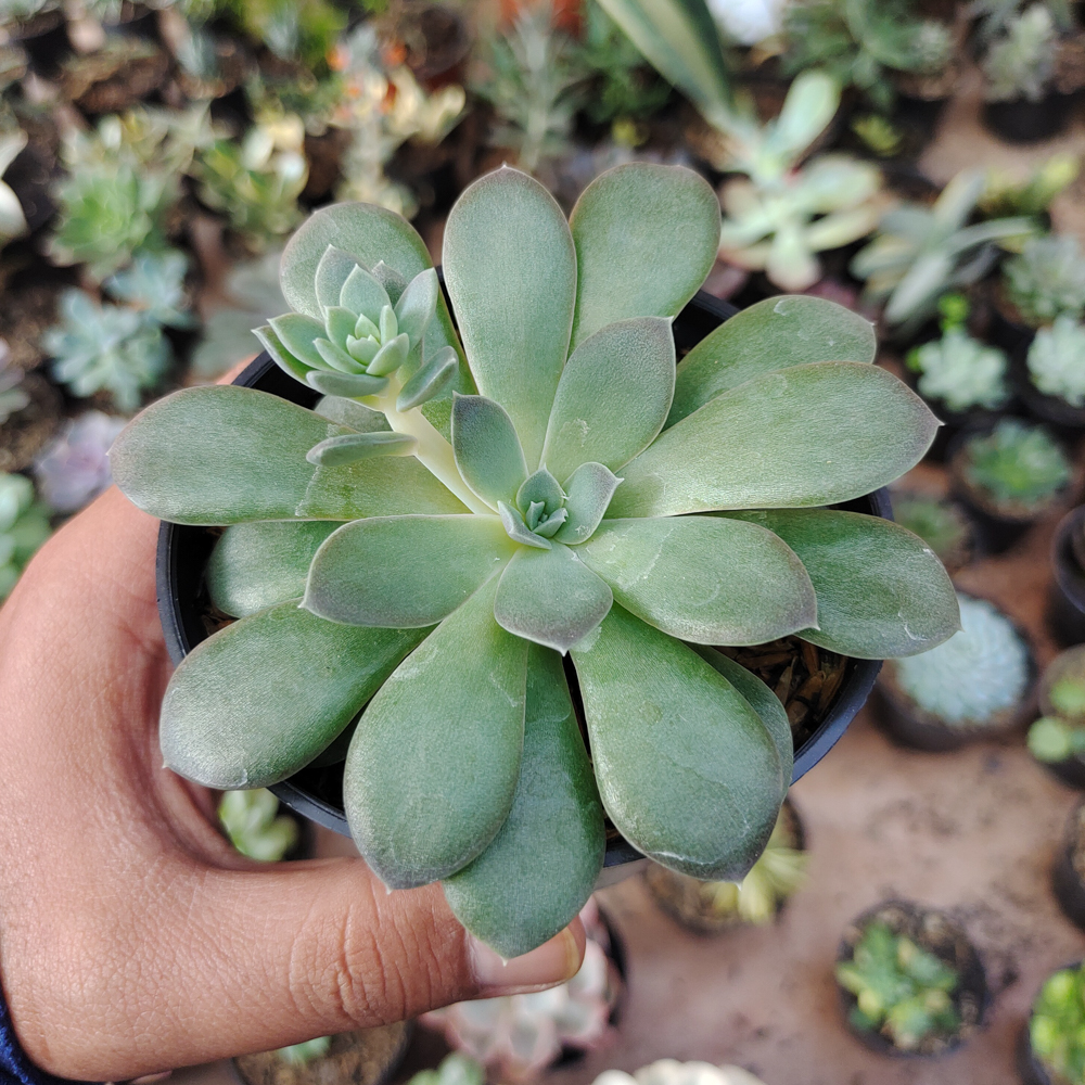 487. Echeveria Carnicolor - Image 2