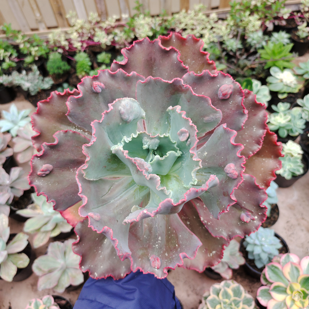 488. Echeveria Mauna Loa Size 15 Cm - Image 13
