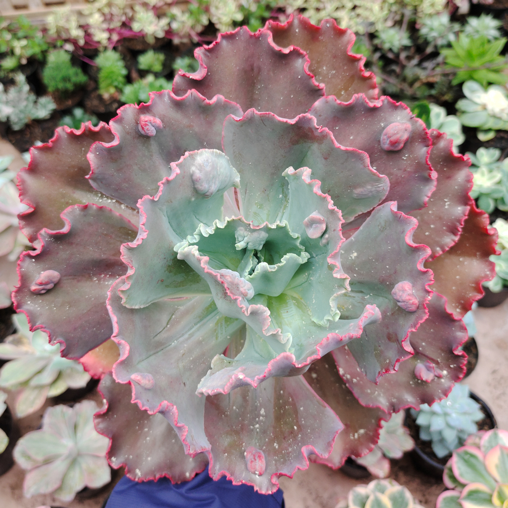 488. Echeveria Mauna Loa Size 15 Cm - Image 12