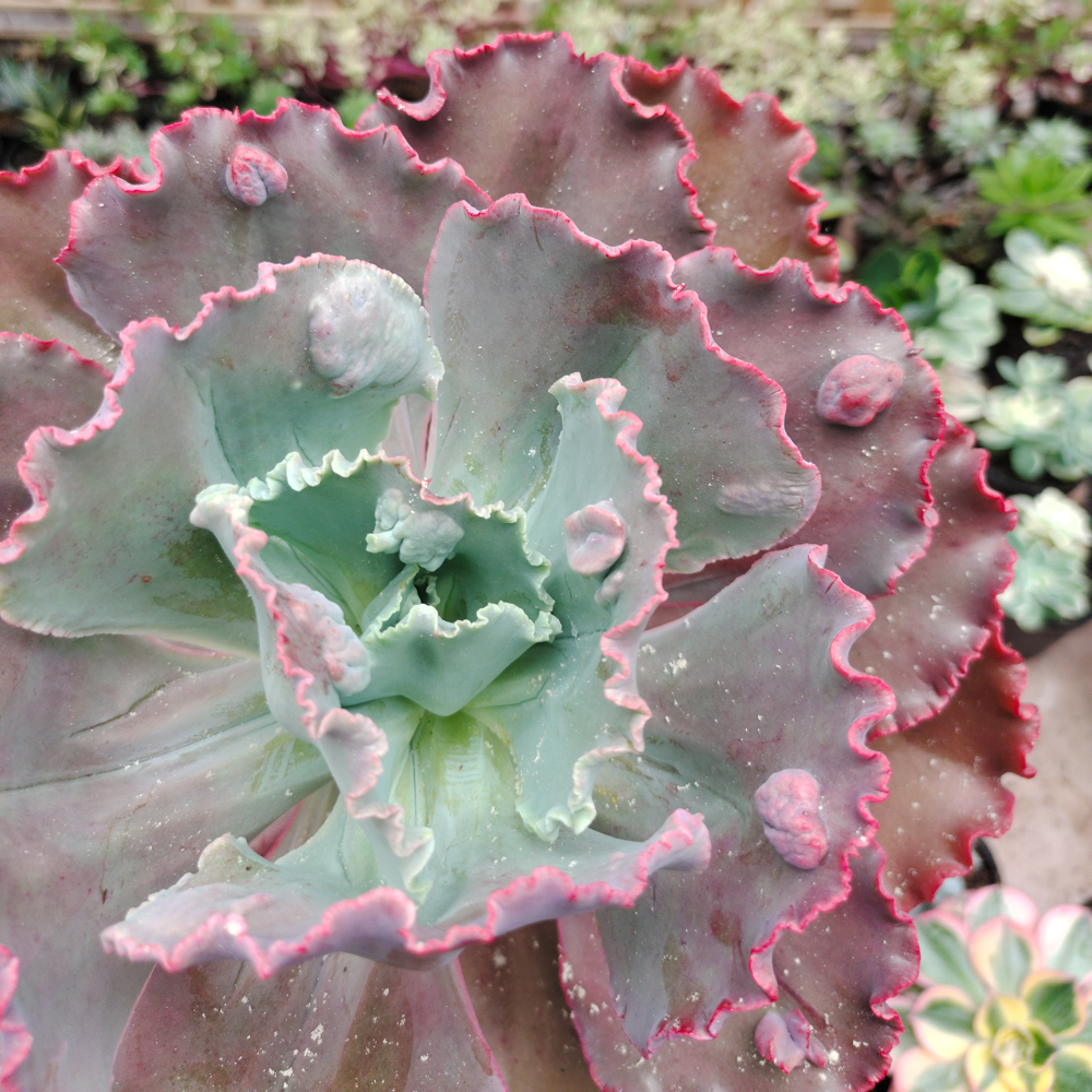 488. Echeveria Mauna Loa Size 15 Cm - Image 14