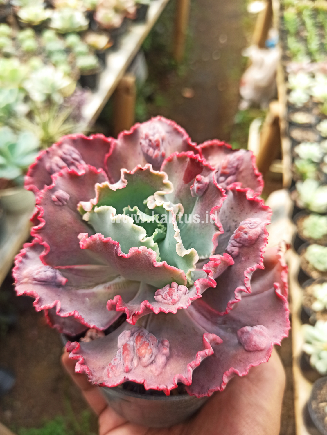 488. Echeveria Mauna Loa Size 15 Cm - Image 2