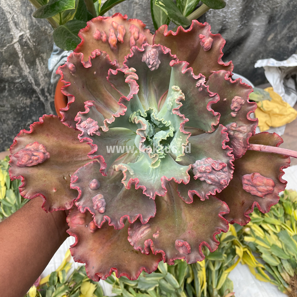 488. Echeveria Mauna Loa Size 15 Cm - Image 10