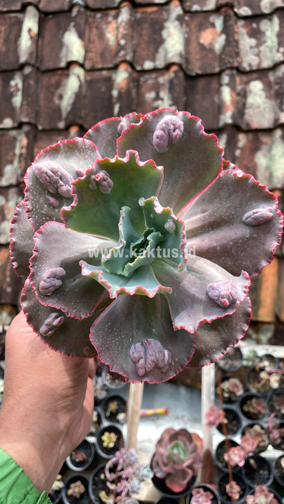 488. Echeveria Mauna Loa Size 15 Cm - Image 29