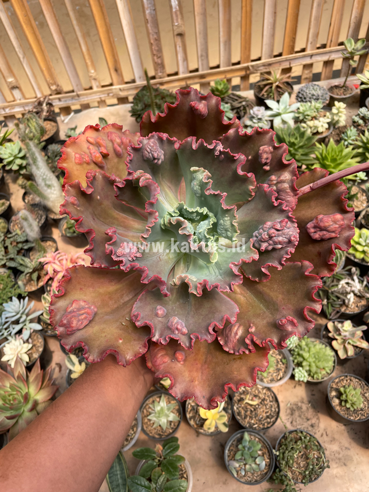 488. Echeveria Mauna Loa Size 15 Cm - Image 5