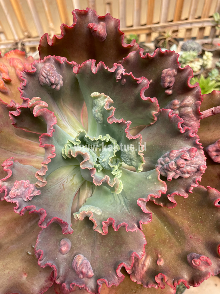 488. Echeveria Mauna Loa Size 15 Cm - Image 25