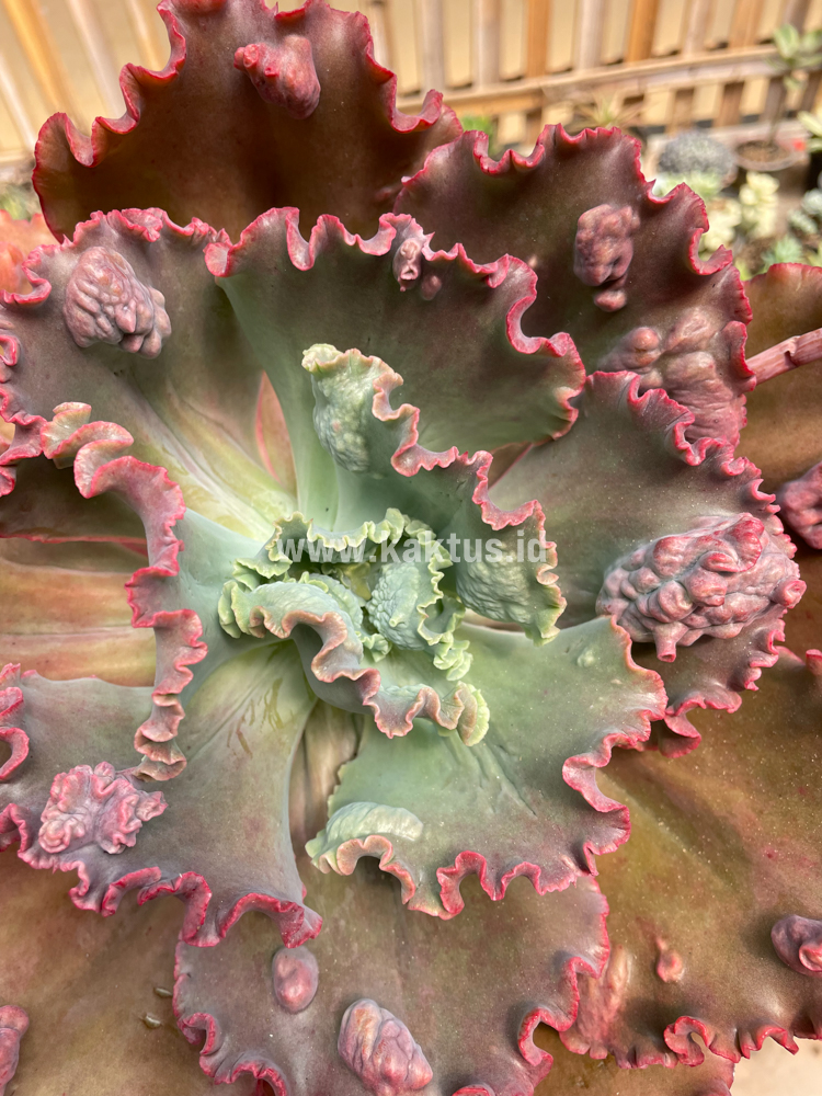 488. Echeveria Mauna Loa Size 15 Cm - Image 26
