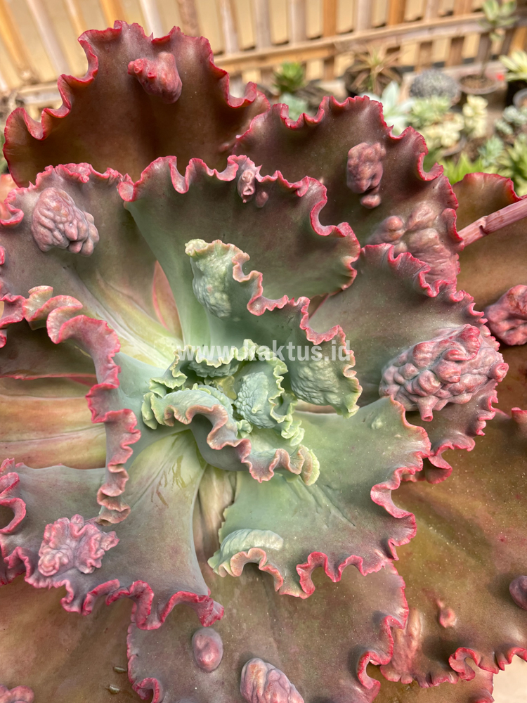 488. Echeveria Mauna Loa Size 15 Cm - Image 4