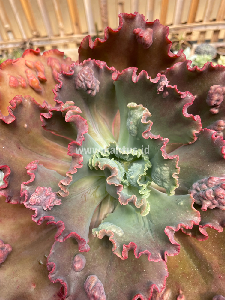 488. Echeveria Mauna Loa Size 15 Cm - Image 27