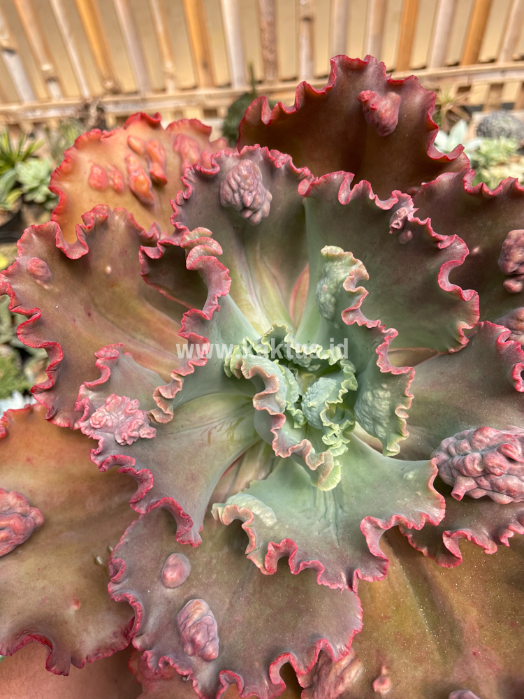 488. Echeveria Mauna Loa Size 15 Cm - Image 28