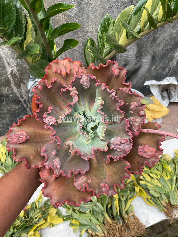 488. Echeveria Mauna Loa Size 15 Cm - Image 15