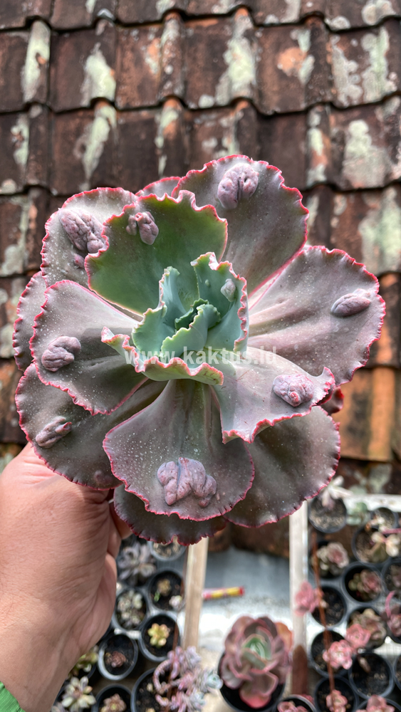 488. Echeveria Mauna Loa Size 15 Cm - Image 22