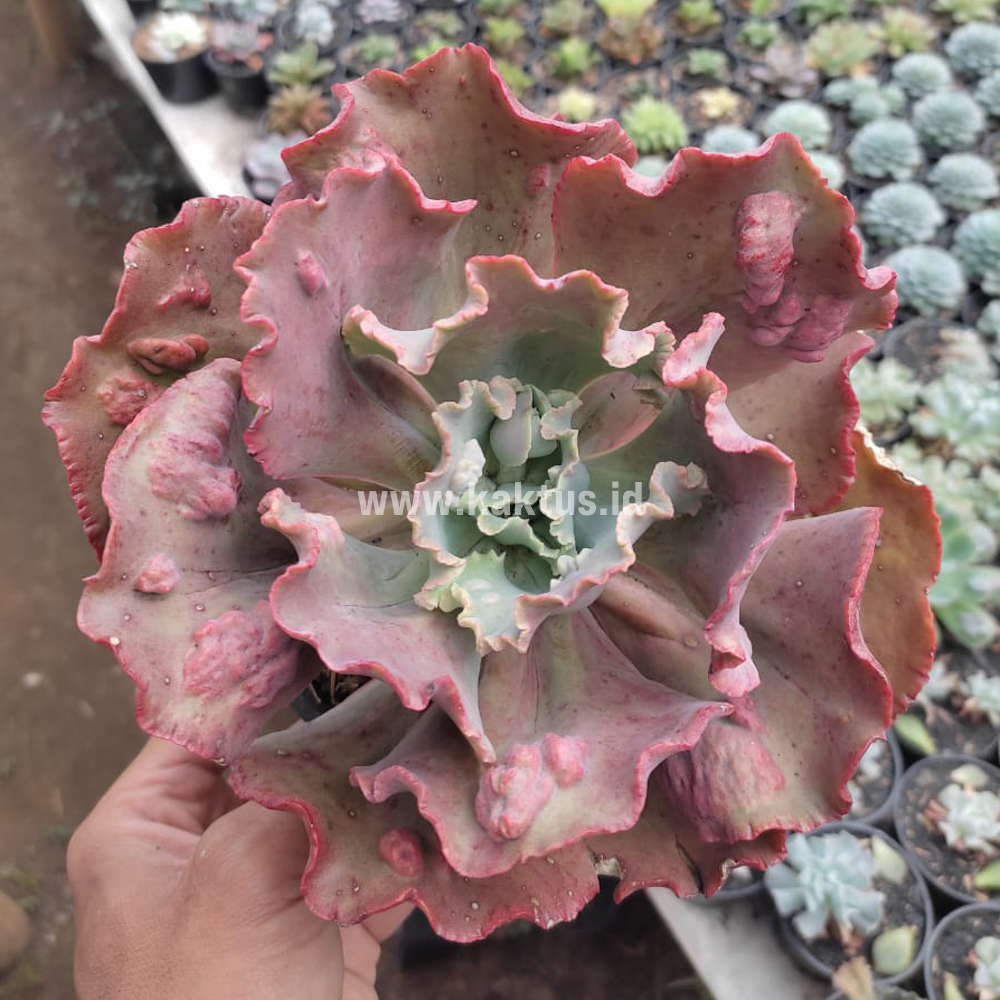 488. Echeveria Mauna Loa Size 15 Cm - Image 8
