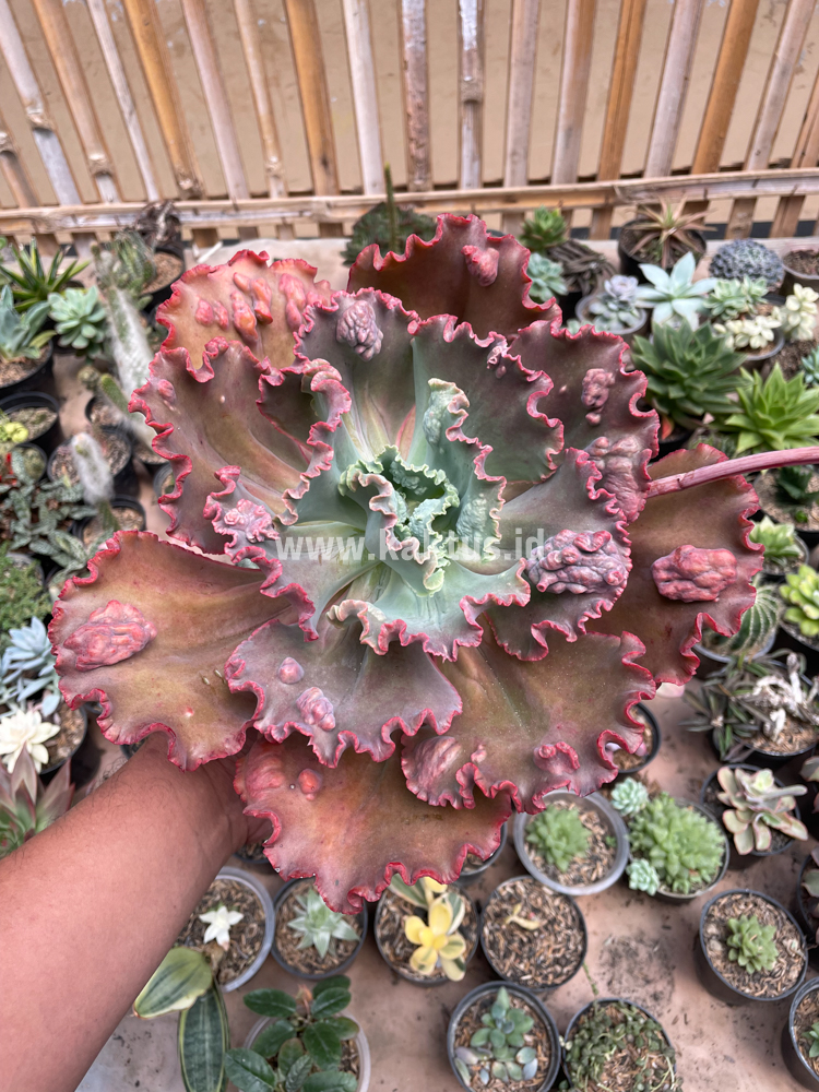 488. Echeveria Mauna Loa Size 15 Cm - Image 16