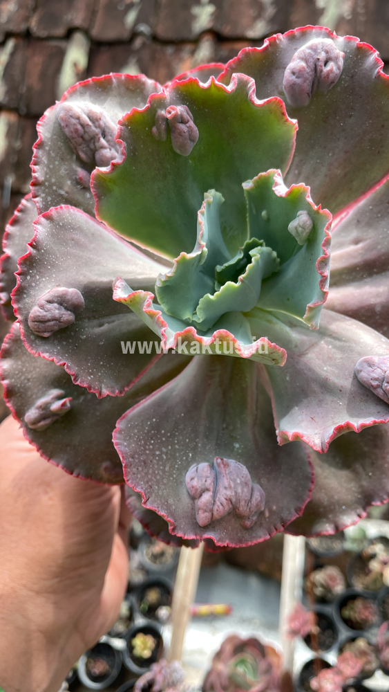 488. Echeveria Mauna Loa Size 15 Cm - Image 19