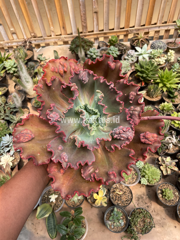 488. Echeveria Mauna Loa Size 15 Cm - Image 17
