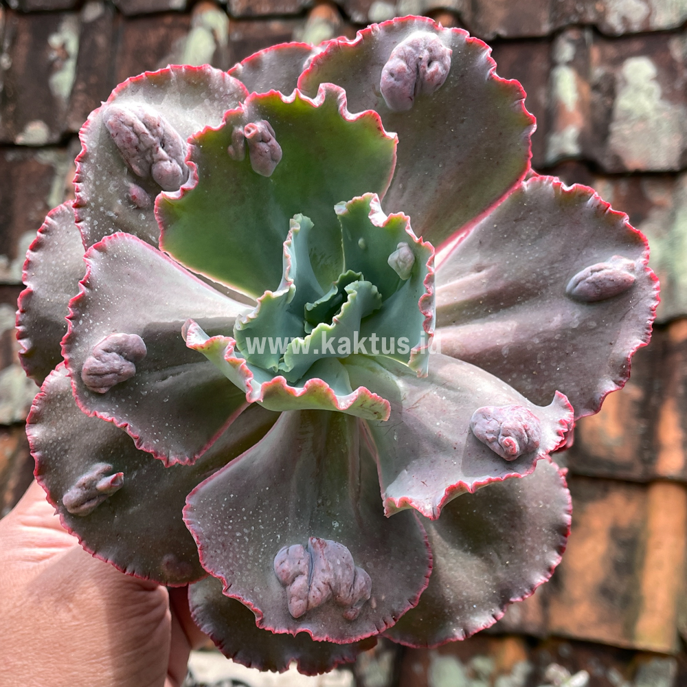 488. Echeveria Mauna Loa Size 15 Cm - Image 3