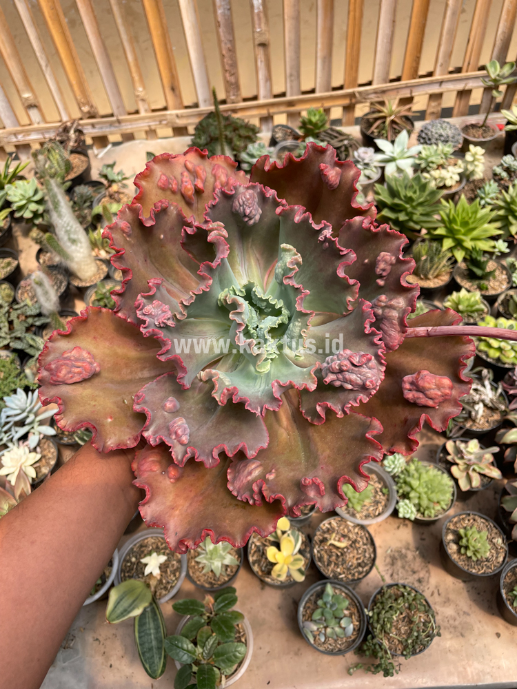 488. Echeveria Mauna Loa Size 15 Cm - Image 18