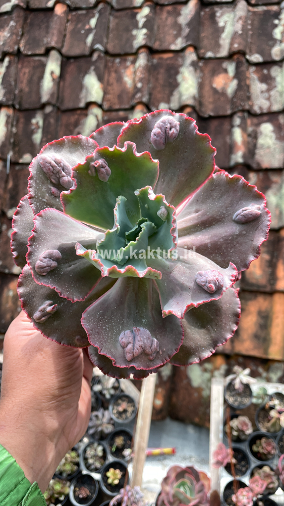 488. Echeveria Mauna Loa Size 15 Cm - Image 9