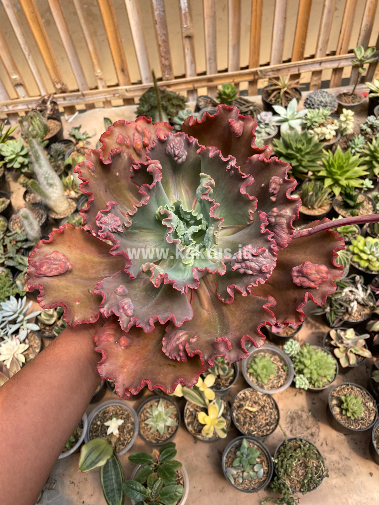 488. Echeveria Mauna Loa Size 15 Cm - Image 20