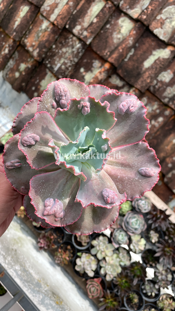 488. Echeveria Mauna Loa Size 15 Cm - Image 6