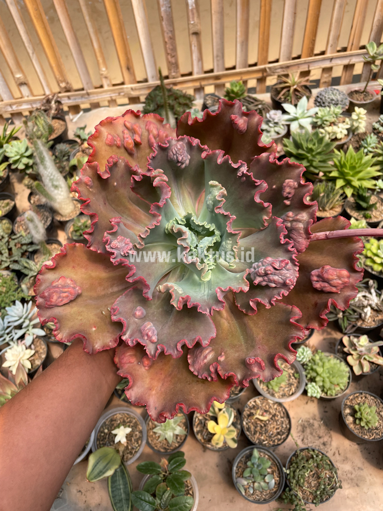 488. Echeveria Mauna Loa Size 15 Cm - Image 21