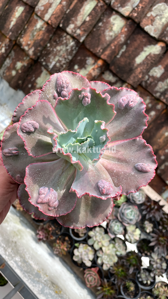488. Echeveria Mauna Loa Size 15 Cm - Image 7
