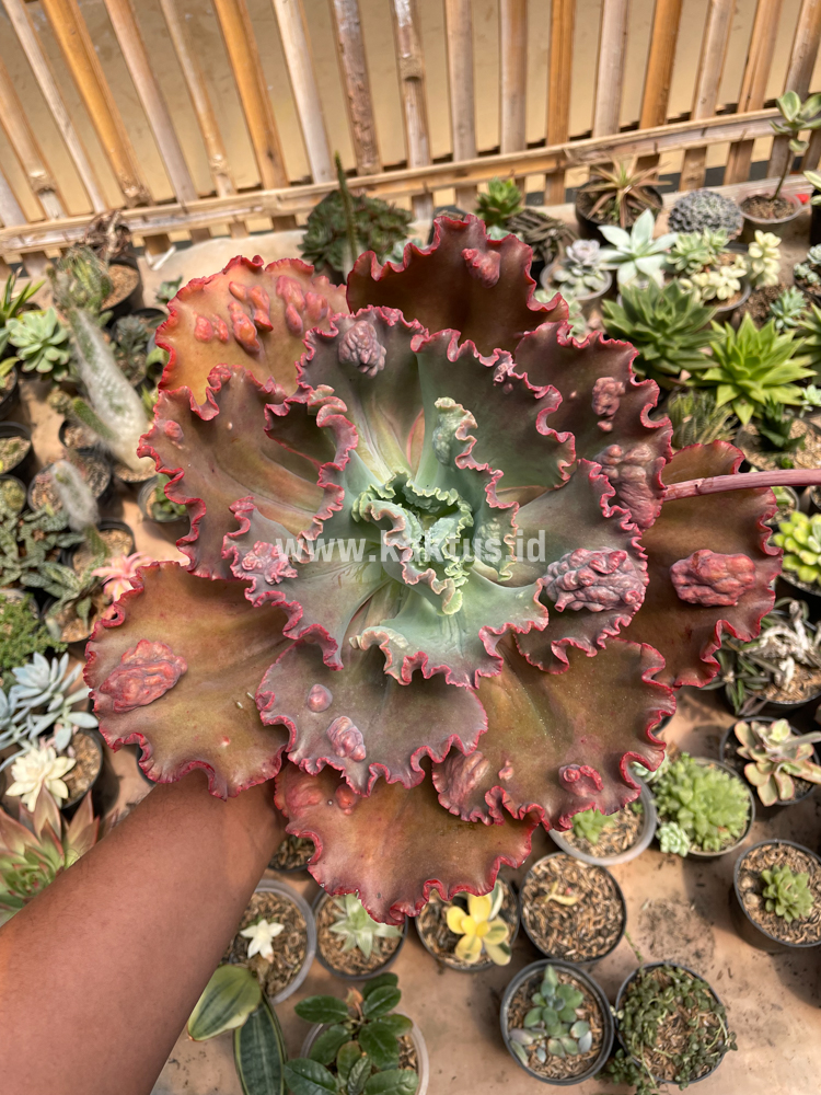 488. Echeveria Mauna Loa Size 15 Cm - Image 23