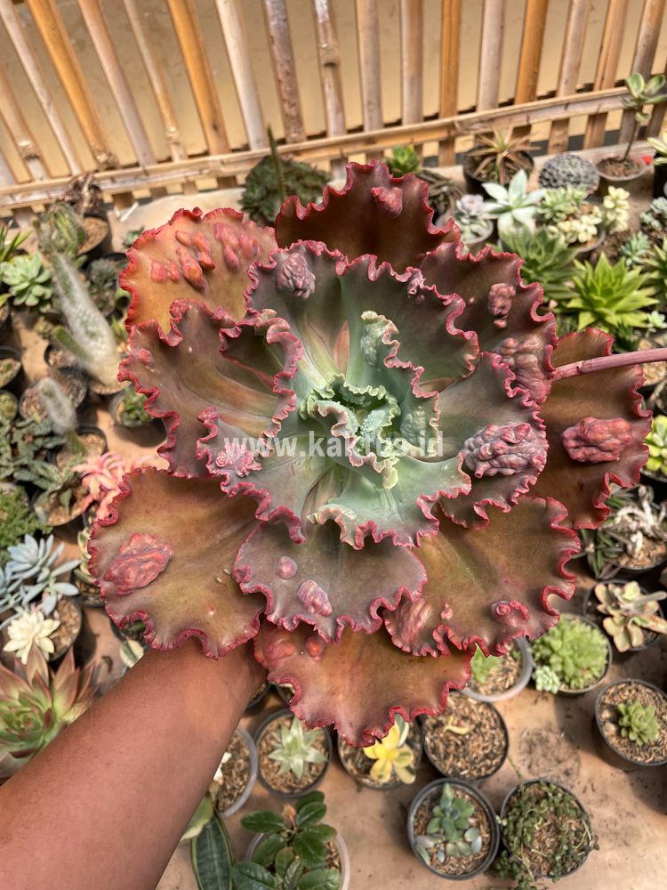 488. Echeveria Mauna Loa Size 15 Cm - Image 24
