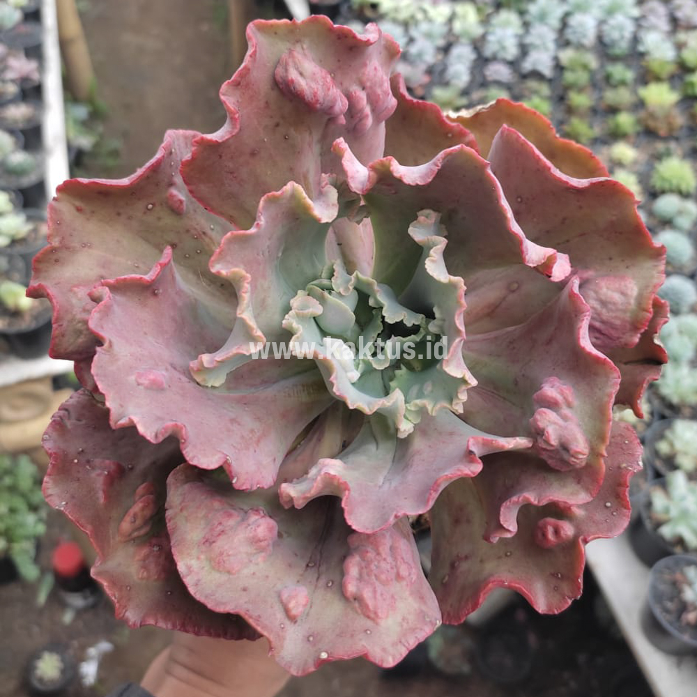 488. Echeveria Mauna Loa Size 15 Cm - Image 11