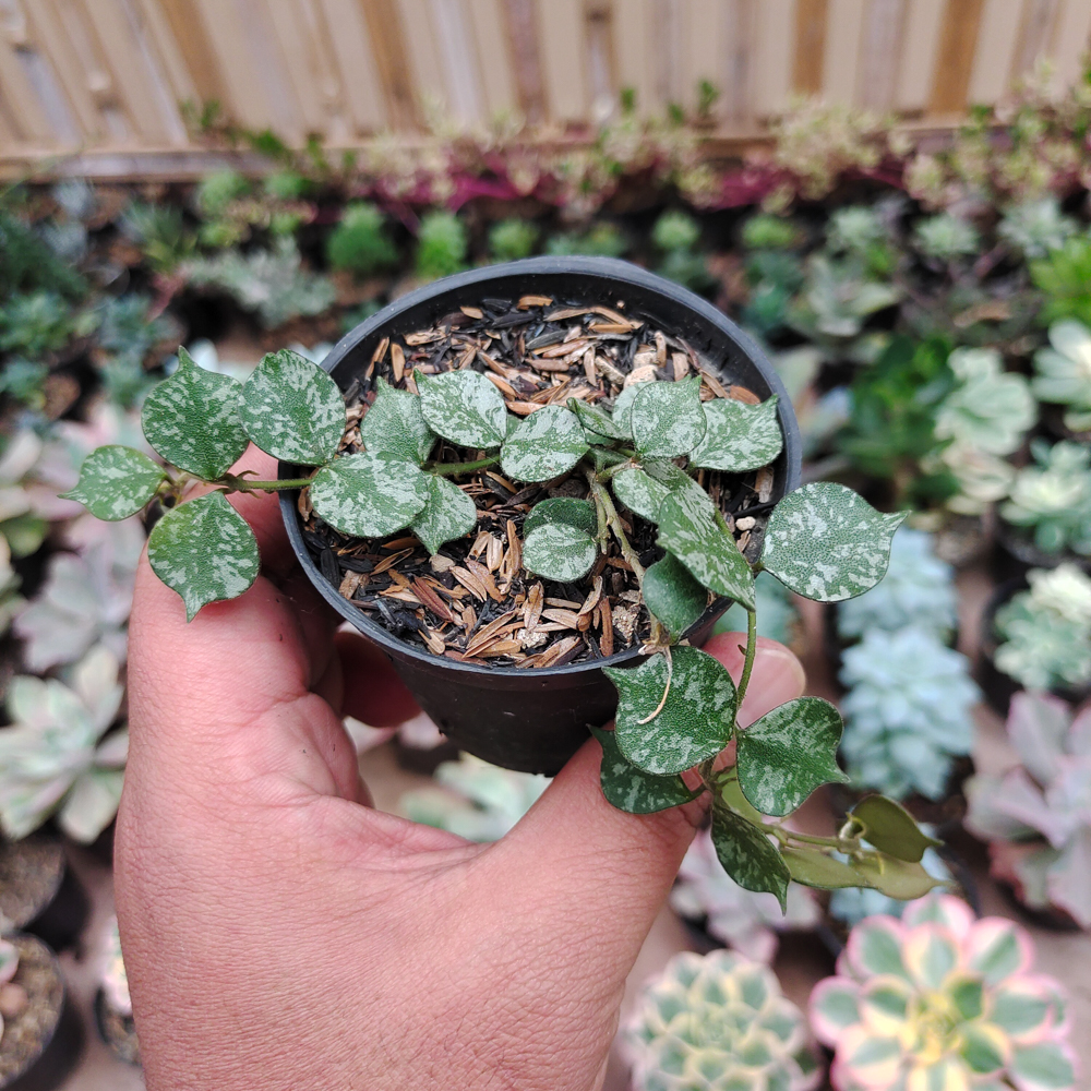 490. Hoya Curtisii - Image 9