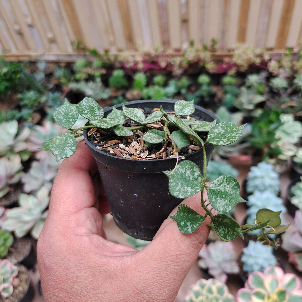 490. Hoya Curtisii - Image 3