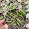 491. Senecio Radicans / String Of Banana