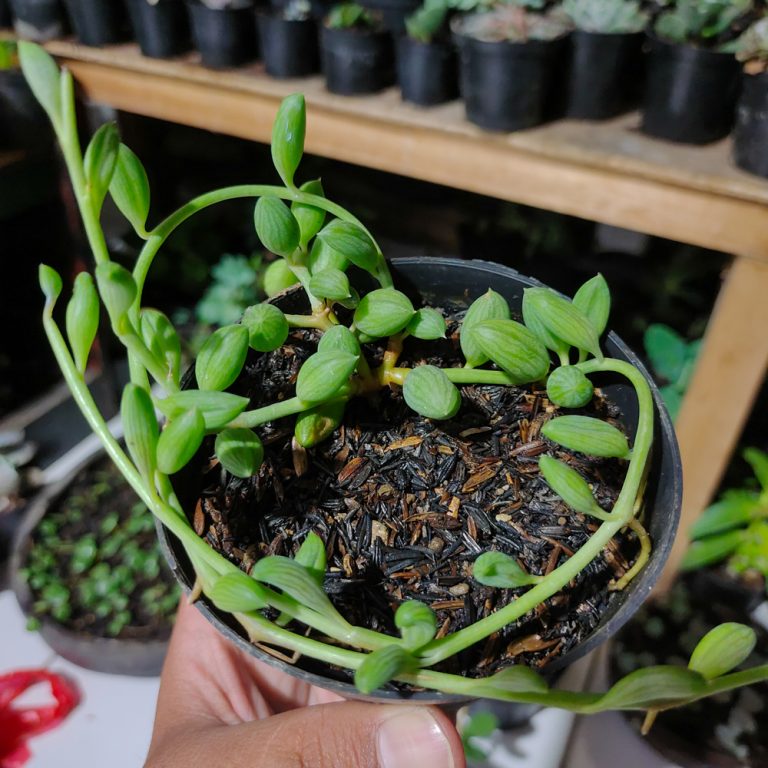 494. Senecio Herreanus / String Of Watermelon
