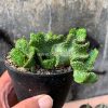 495. Euphorbia Caput-medusae
