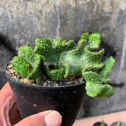 495. Euphorbia Caput-medusae