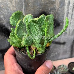 Alternative view of 495. Euphorbia Caput-medusae