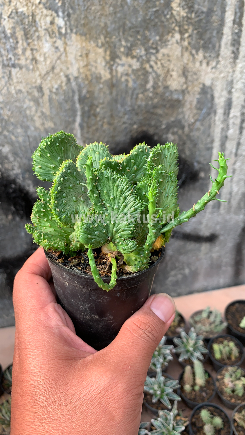 495. Euphorbia Caput-medusae - Image 2