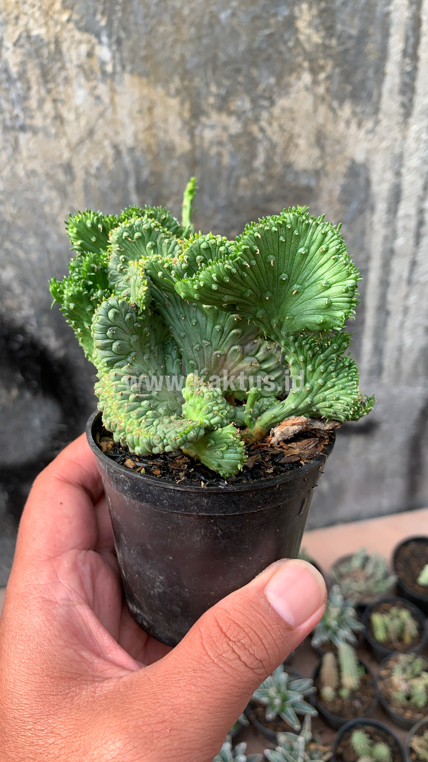 495. Euphorbia Caput-medusae - Image 3
