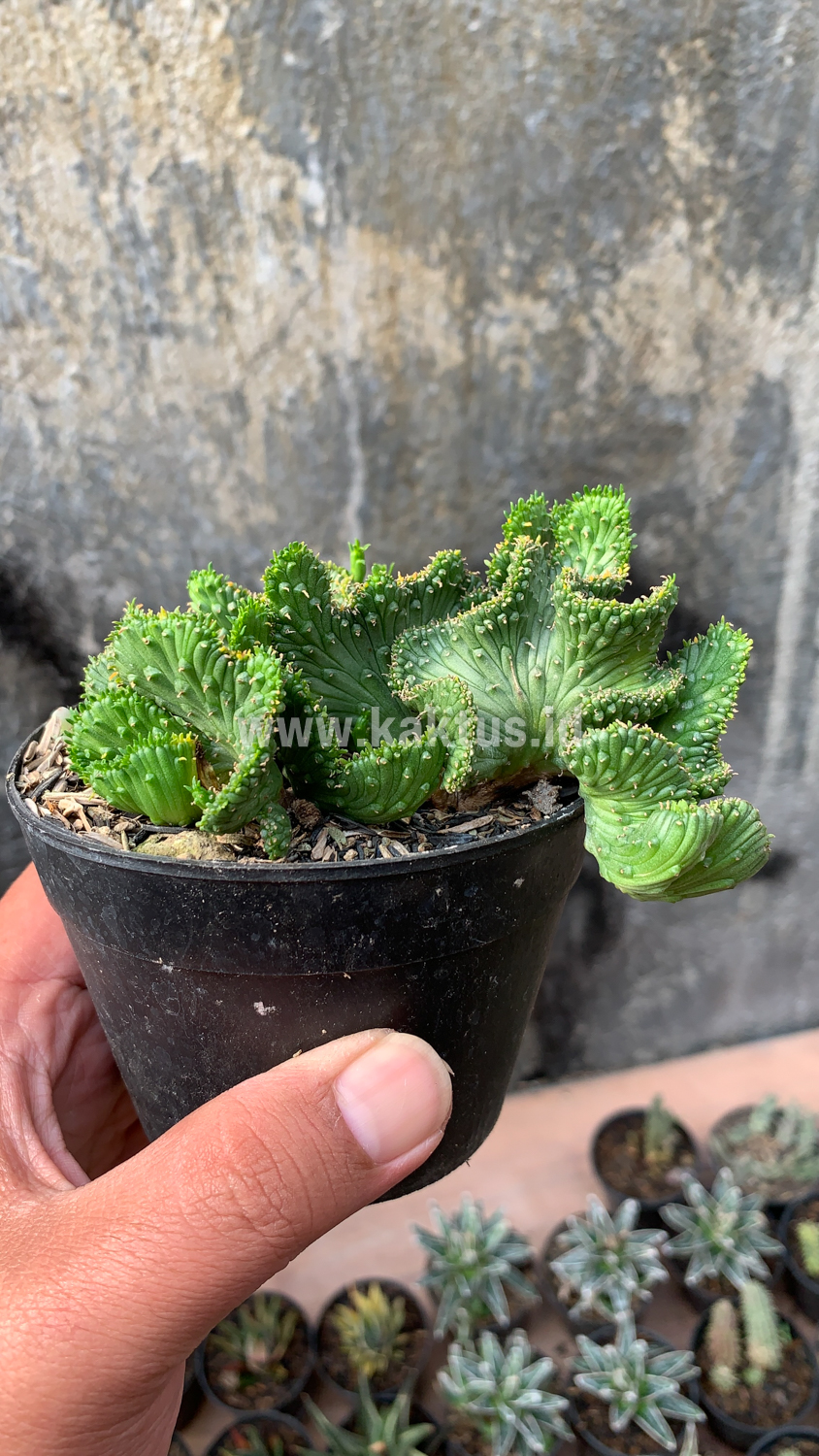 495. Euphorbia Caput-medusae - Image 4