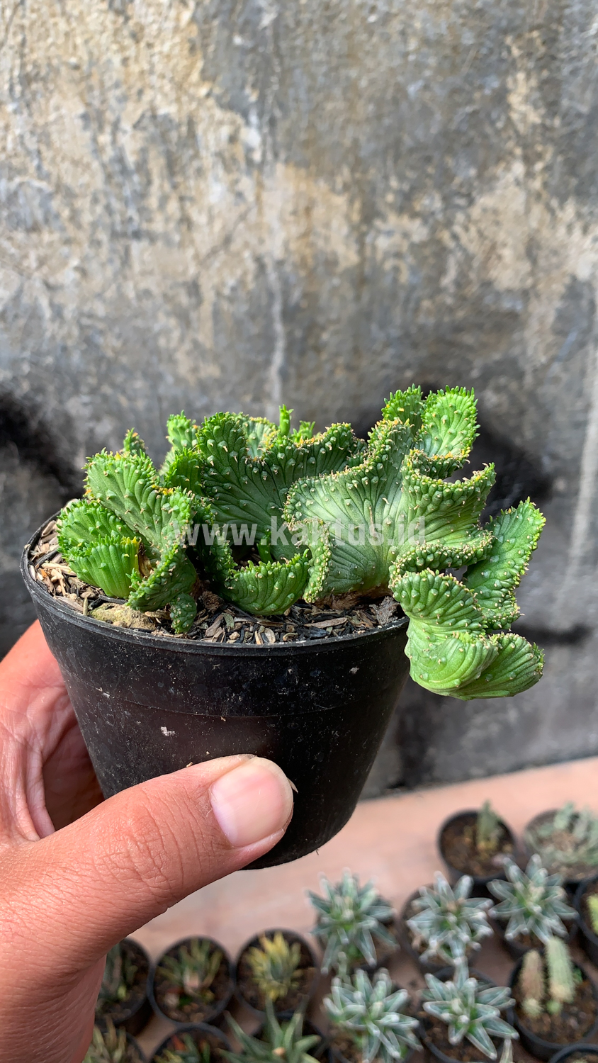 495. Euphorbia Caput-medusae - Image 5
