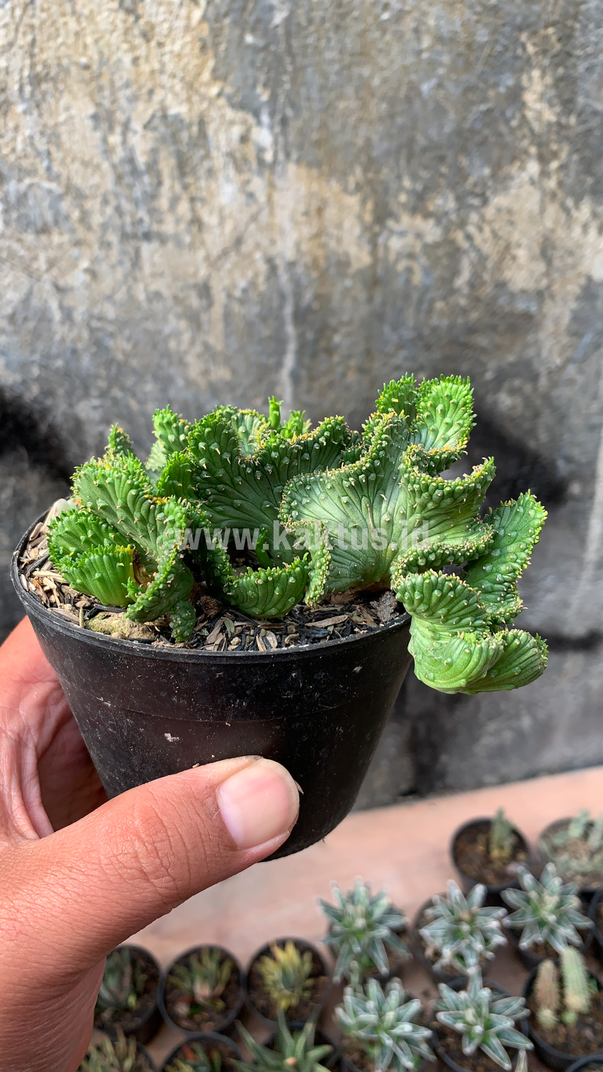 495. Euphorbia Caput-medusae - Image 7