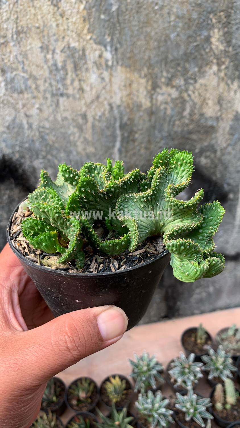 495. Euphorbia Caput-medusae - Image 8