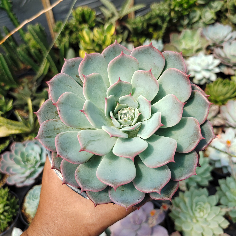 496. Echeveria Tuxpanensis Size 14 Cm - Image 2