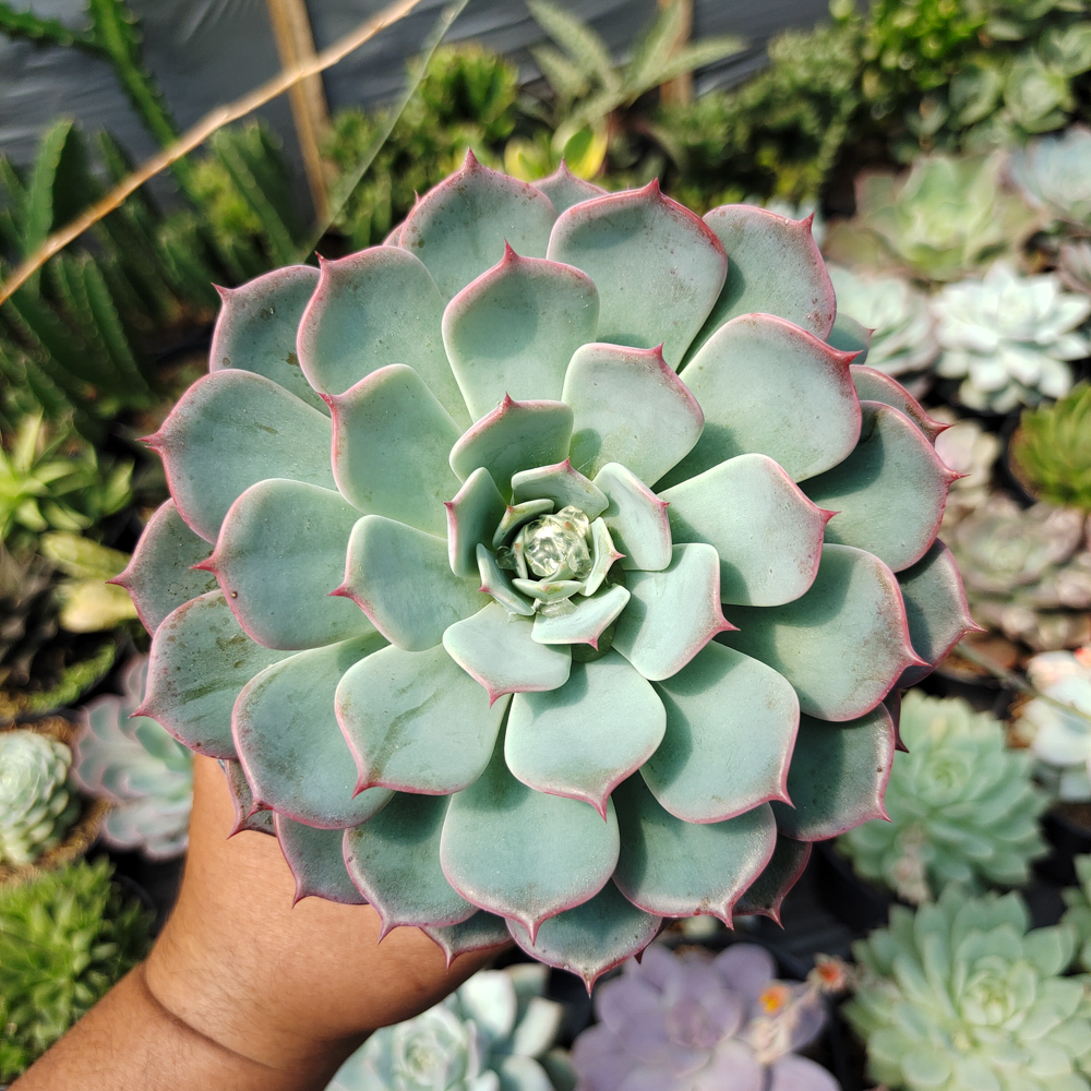 496. Echeveria Tuxpanensis Size 14 Cm - Image 4