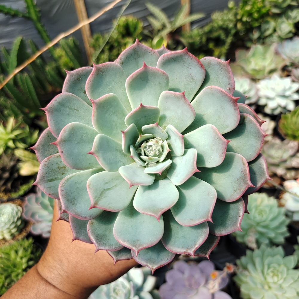 496. Echeveria Tuxpanensis Size 14 Cm - Image 5