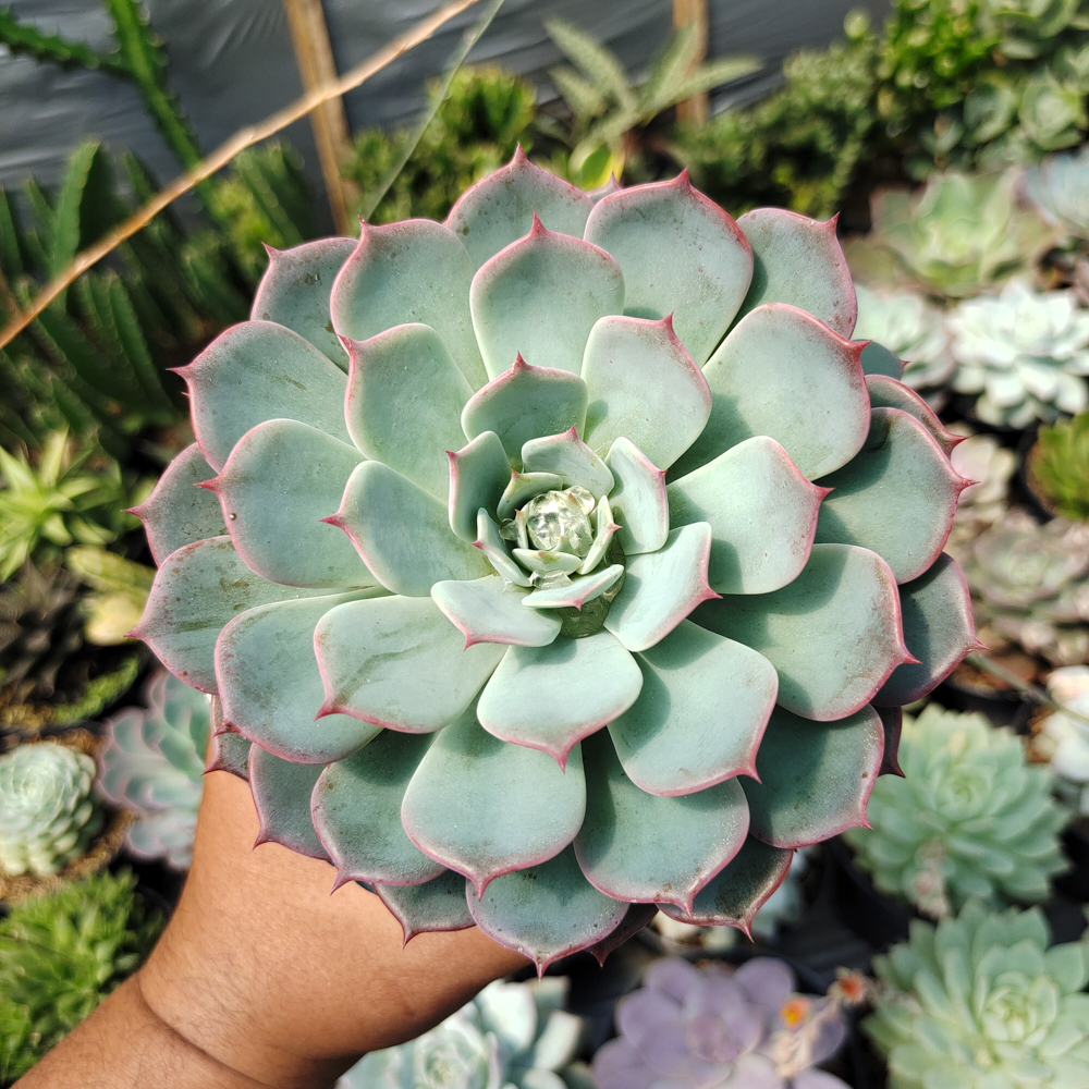 496. Echeveria Tuxpanensis Size 14 Cm - Image 6