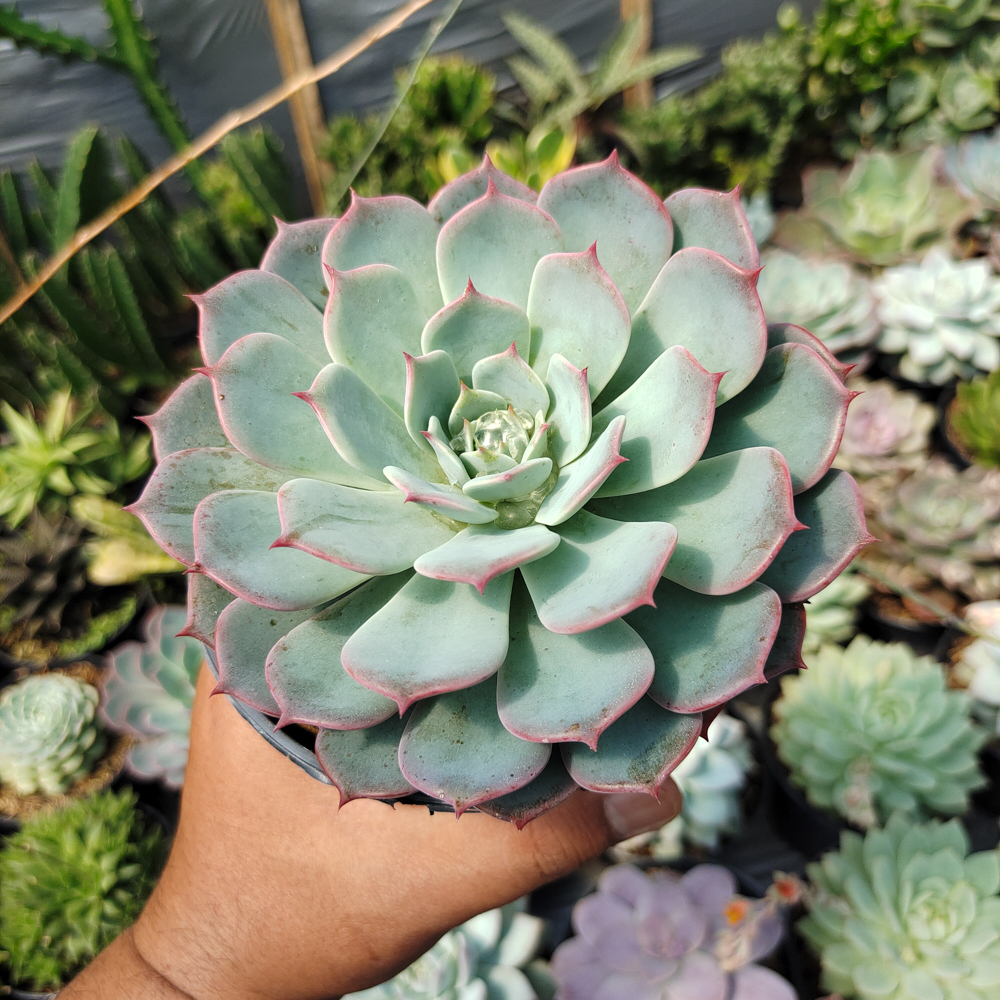496. Echeveria Tuxpanensis Size 14 Cm - Image 7